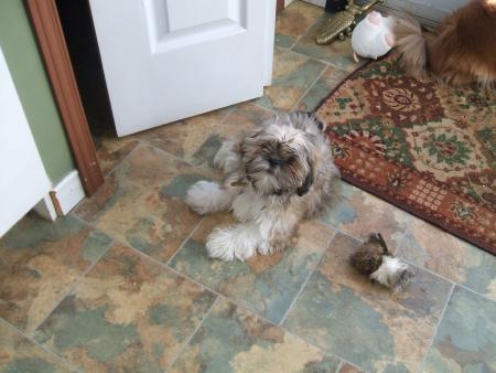 GiZmO!!